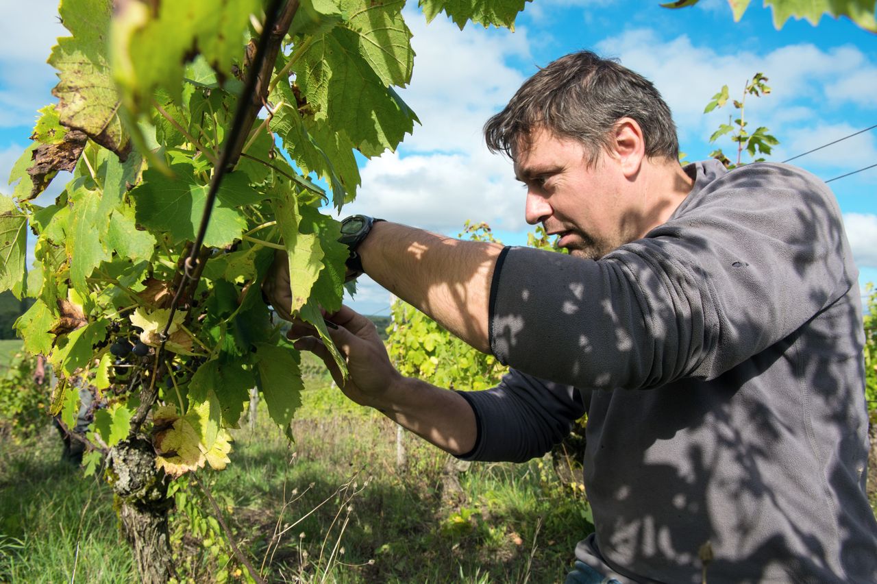 Vins Vigneron Anne & Emmanuel Houillon 8759